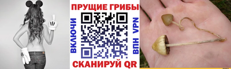 продажа наркотиков  Багратионовск  Псилоцибиновые грибы мицелий 